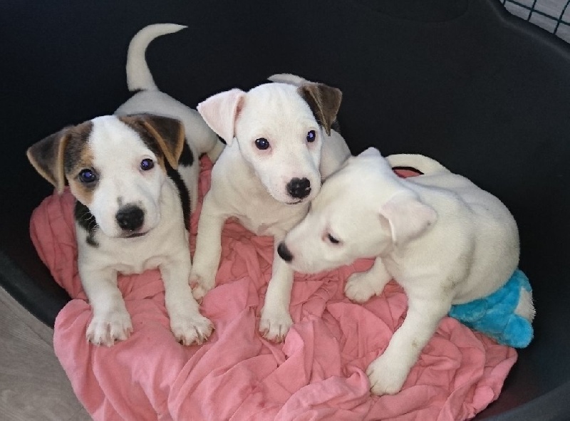 Du Trefle à Quatres Coeurs - Jack Russell Terrier - Portée née le 05/11/2015